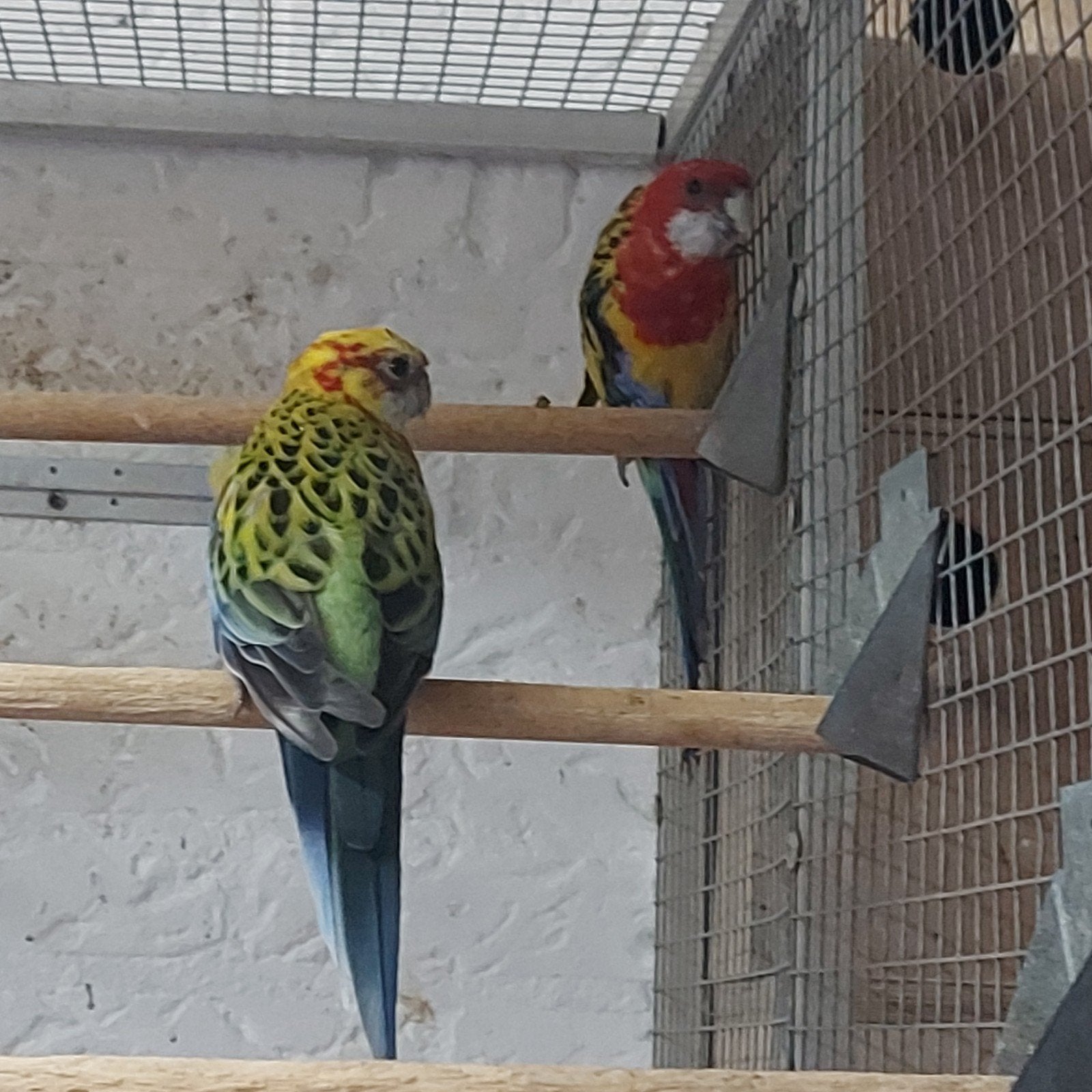 bewezen koppel prachtrosella's, Dieren en Toebehoren, Meerdere dieren, Parkiet, Geringd