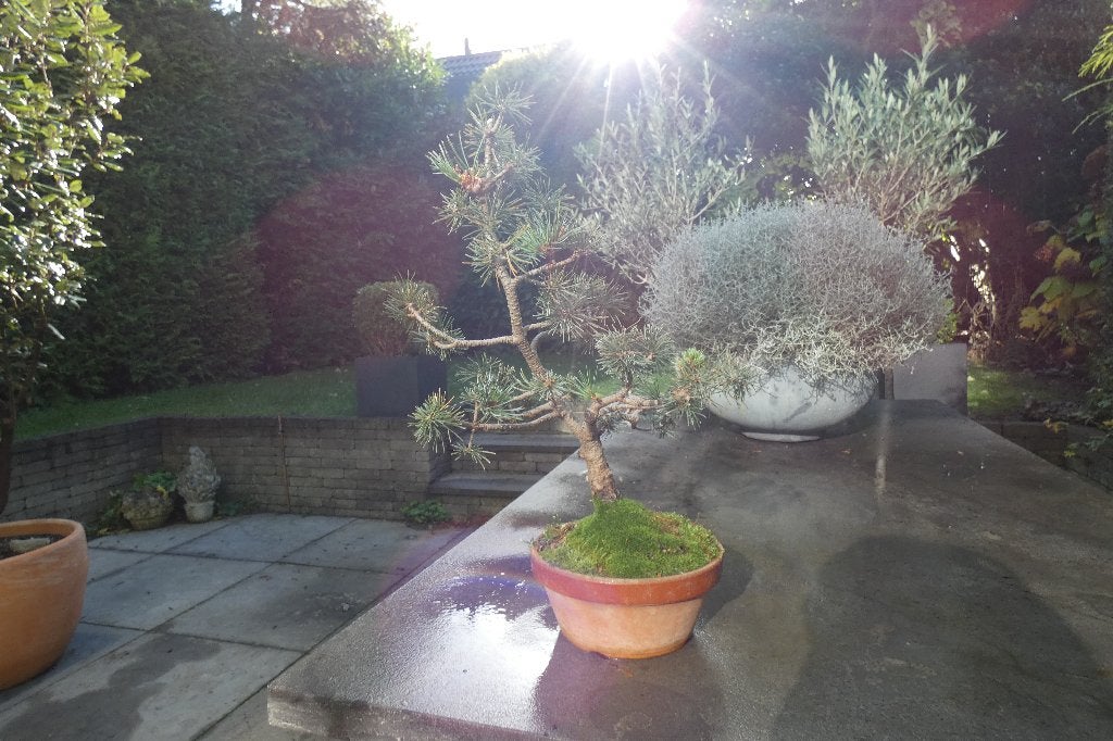 Bonsai Pinus Parviflora, In pot, Bloeit niet, Halfschaduw, Minder dan 100 cm