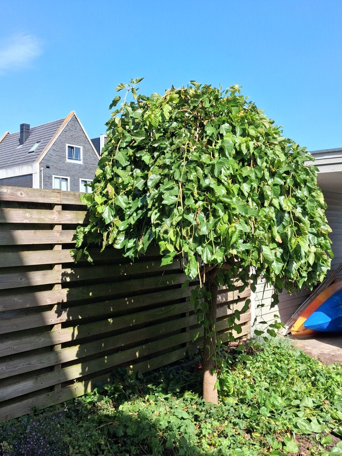Gratis boom - zelf uitgraven, Tuin en Terras, Planten | Bomen, Ophalen, Herfst, Halfschaduw, Overige soorten