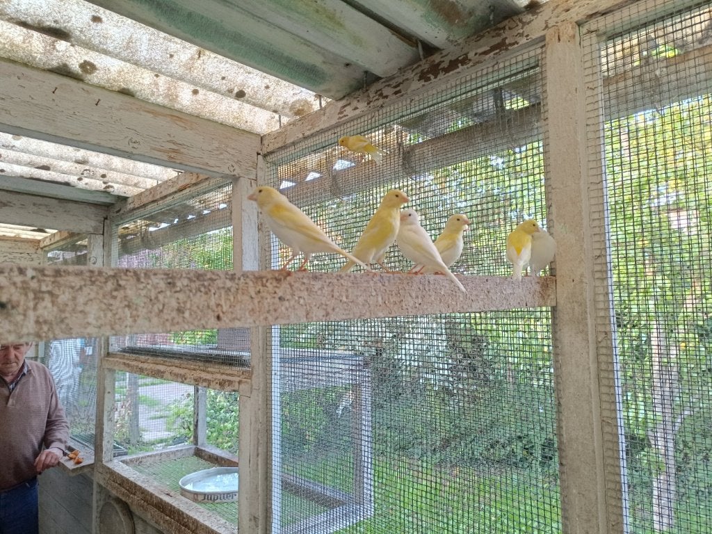 Prachtige jonge kanaries te koop., Dieren en Toebehoren, Vogels | Kanaries, Meerdere dieren, Kleurkanarie