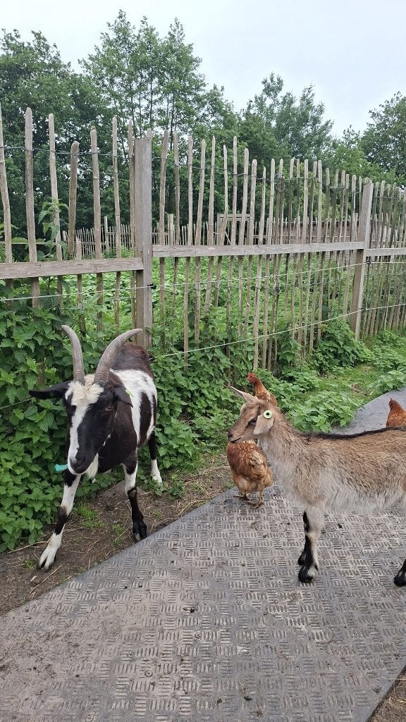 lammetjes ooitjes / geit en ooi lammetje / lieve oudere geit, Dieren en Toebehoren, Meerdere dieren, Geit