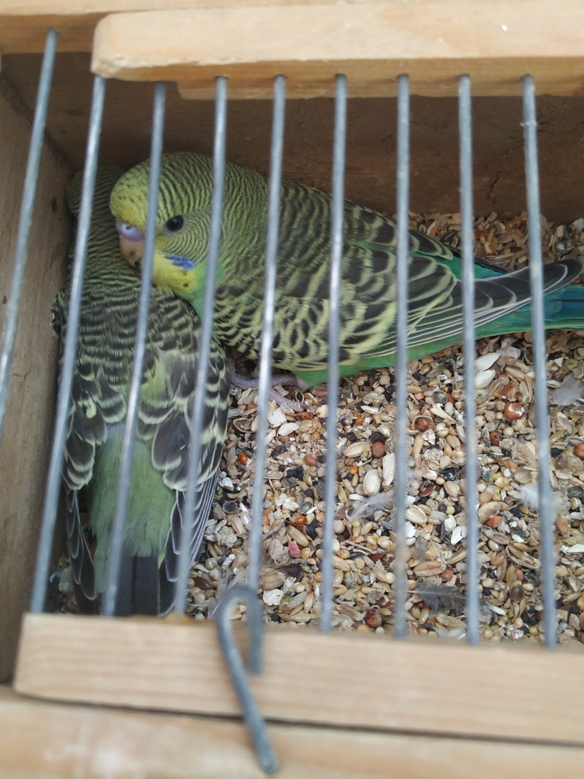 jonge grasparkietjes, Meerdere dieren, Parkiet, Tam