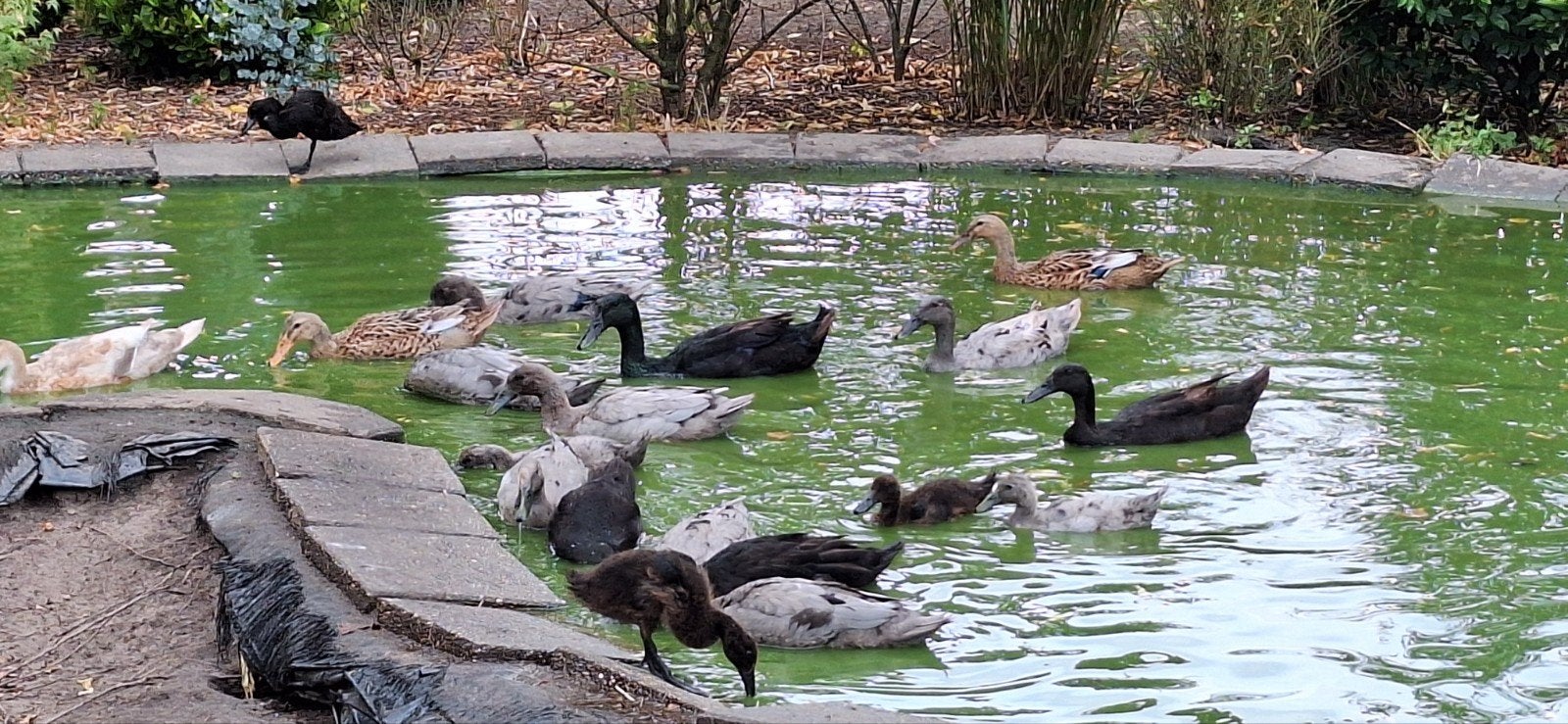 Indische loopeenden, Dieren en Toebehoren, Pluimvee, Meerdere dieren, Eend