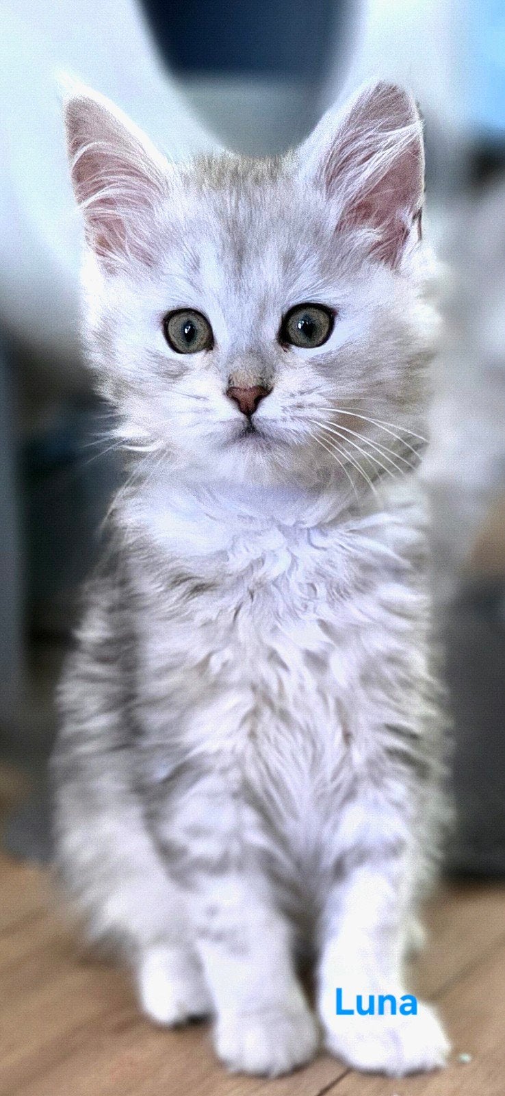 Maine Coon kittens met stamboom, chip, ouders getest, Dieren en Toebehoren, Katten en Kittens | Raskatten | Langhaar, Meerdere dieren