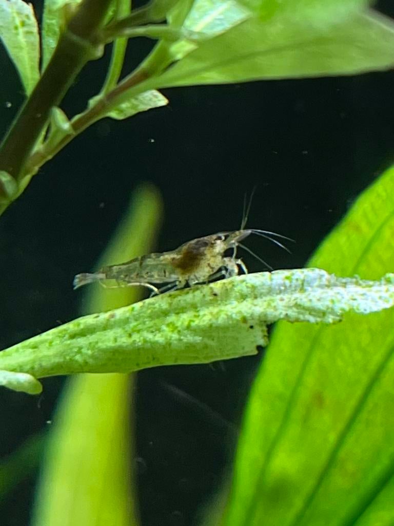 Garnalen, Dieren en Toebehoren, Vissen | Aquariumvissen, Kreeft, Krab of Garnaal