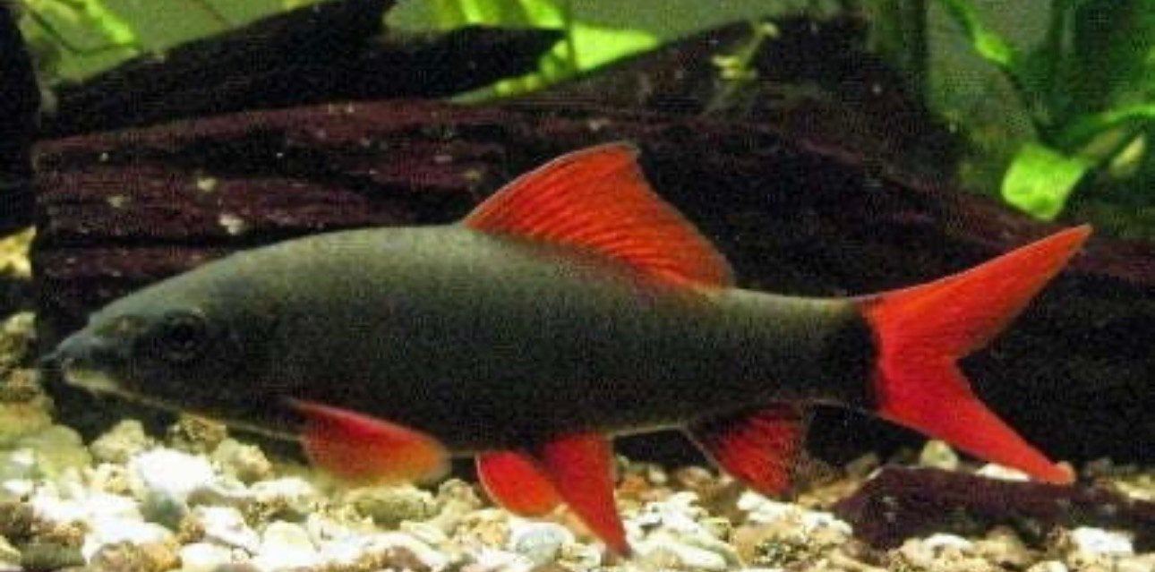 Labeo, Dieren en Toebehoren, Vis