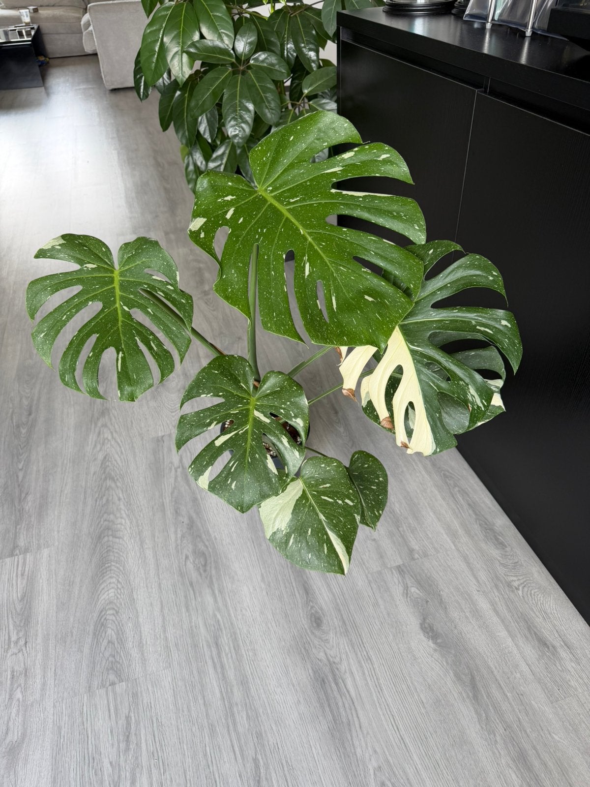 Monstera thai constellation, Huis en Inrichting, Kamerplanten, Ophalen, Halfschaduw, Minder dan 100 cm