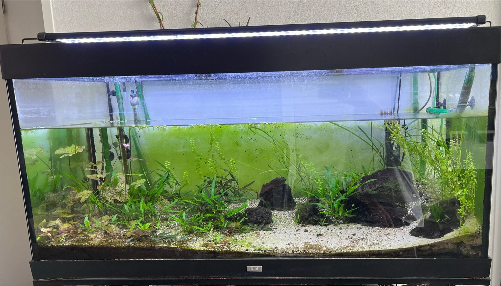 Jewel 300 liter aquarium met garnalen, Ophalen, Gebruikt, Gevuld zoetwateraquarium, Juwel