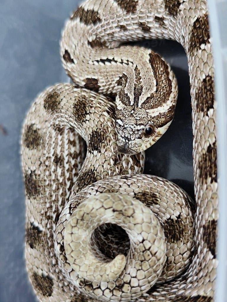 1.0 Heterodon nasicus het Mai Tai, Slang, Tam, 0 tot 2 jaar