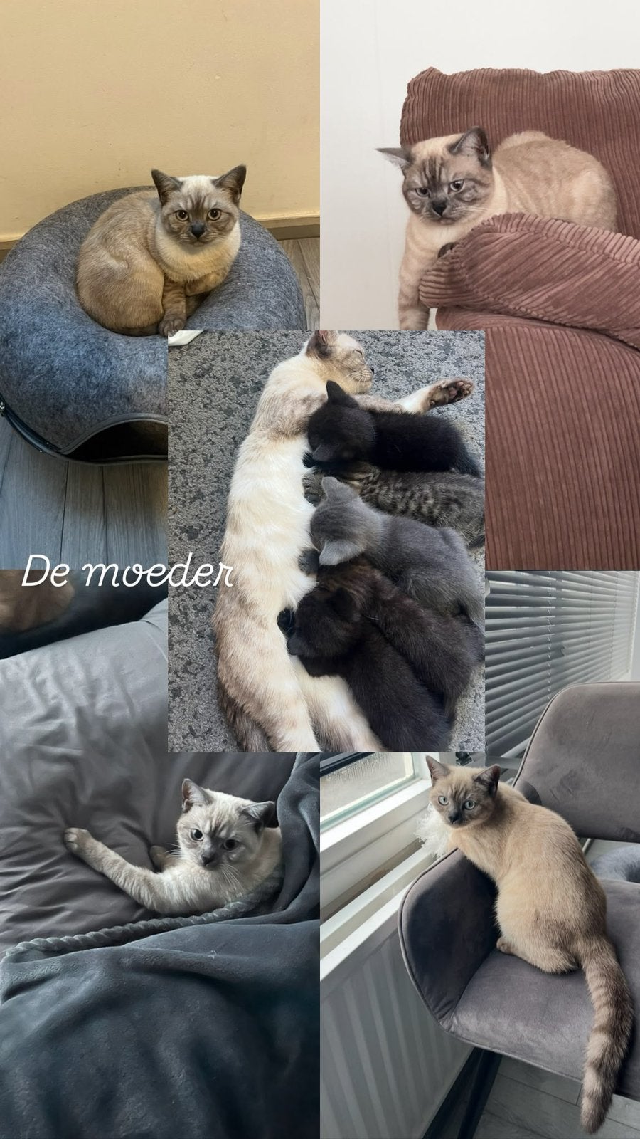 Kruising kittens Heilige Birmaan, Meerdere dieren, Kortharig, 0 tot 2 jaar