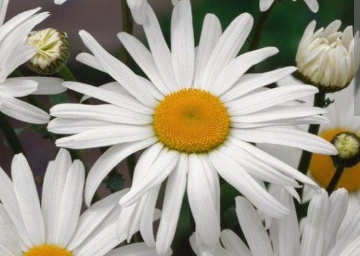 Leucanthemum Maikonigin P9 - Margriet voor uw tuin, Overige soorten, Volle zon, Vaste plant, Ophalen of Verzenden