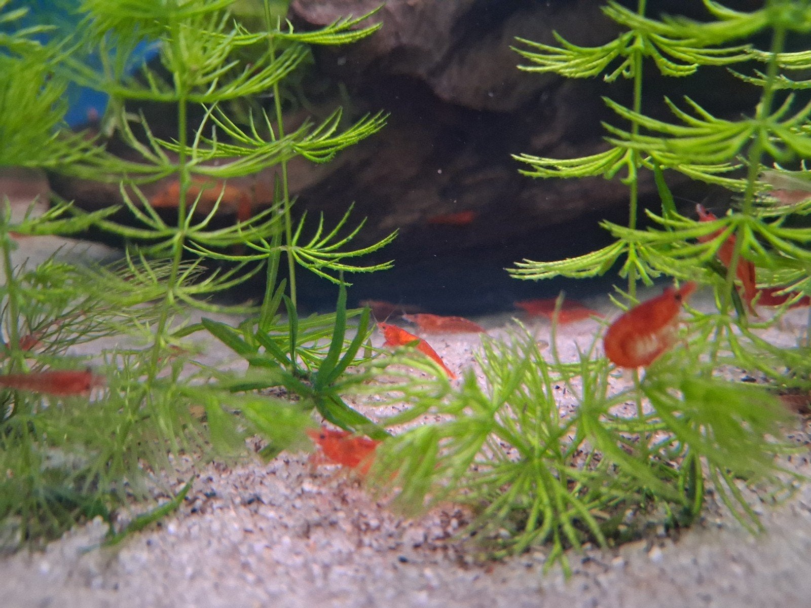 Rode garnalen Neocaridina Bloody Mary  30 stuks, Dieren en Toebehoren, Vissen | Aquariumvissen, Kreeft, Krab of Garnaal, Zoetwatervis