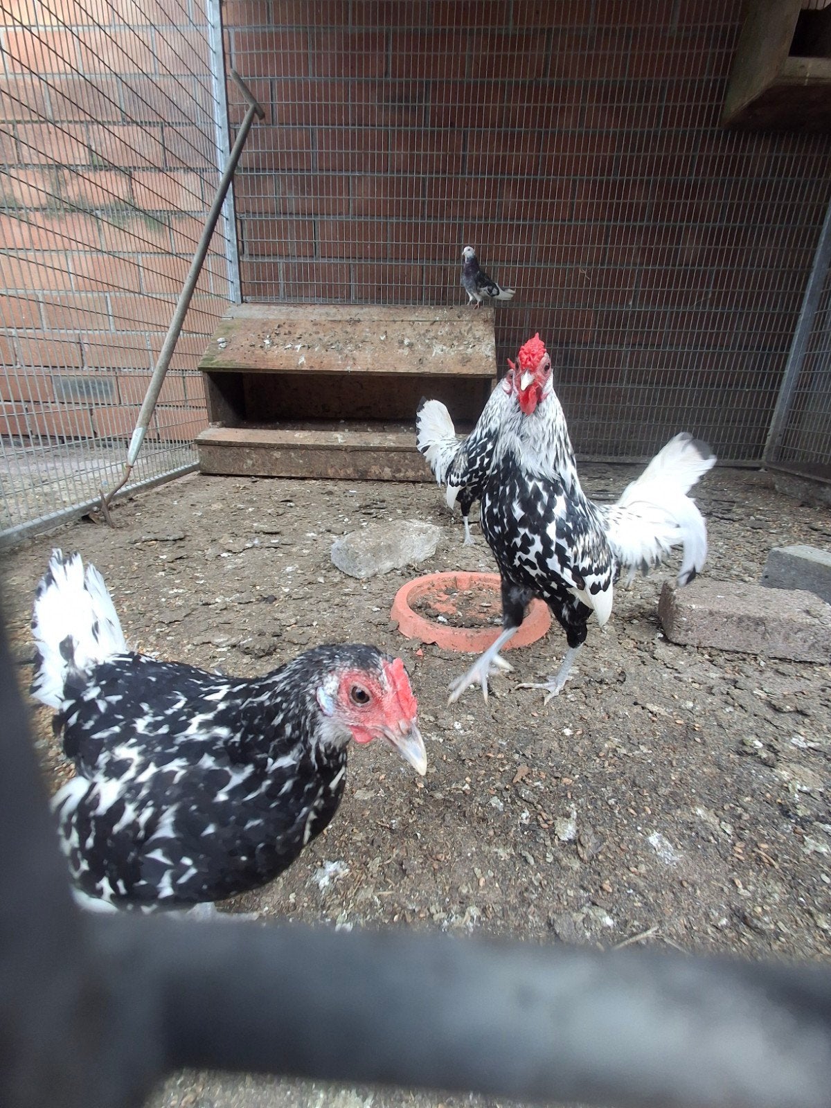 kippen hollandse hoen, Meerdere dieren, Kip