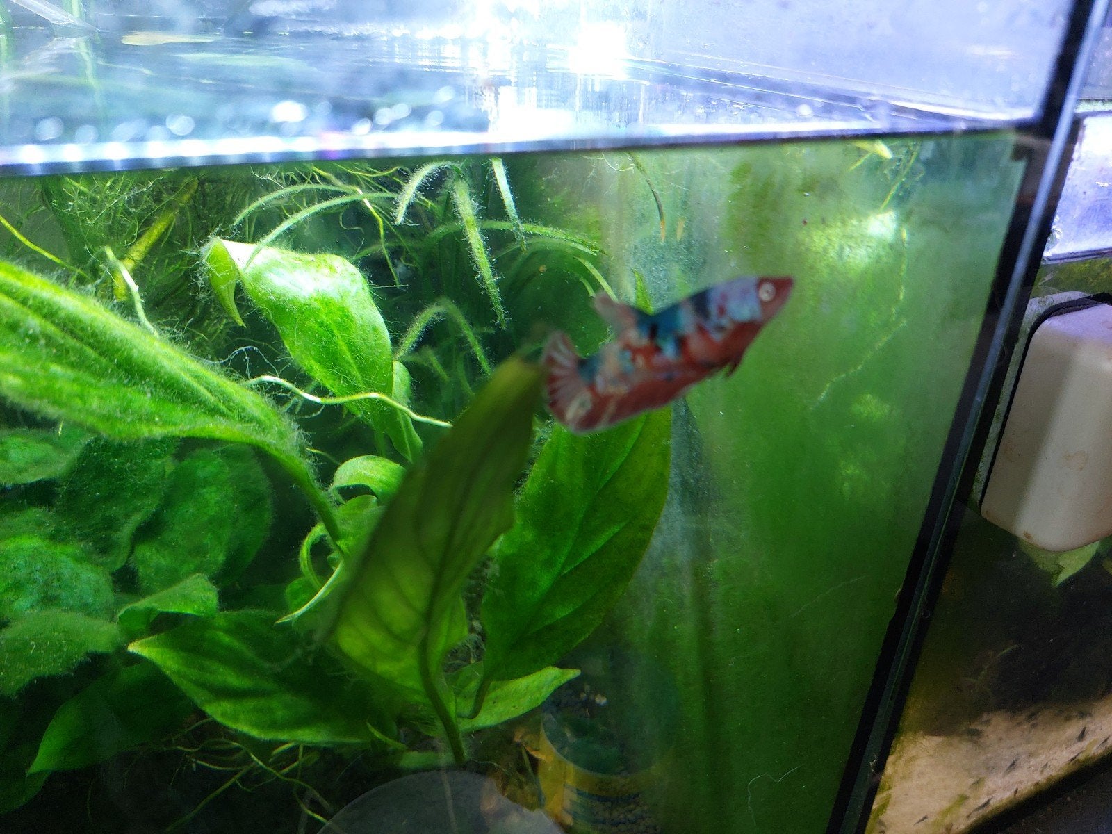 Jonge Betta vis., Vis