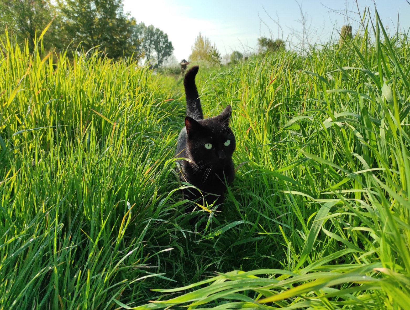 Gezocht; buiten kat