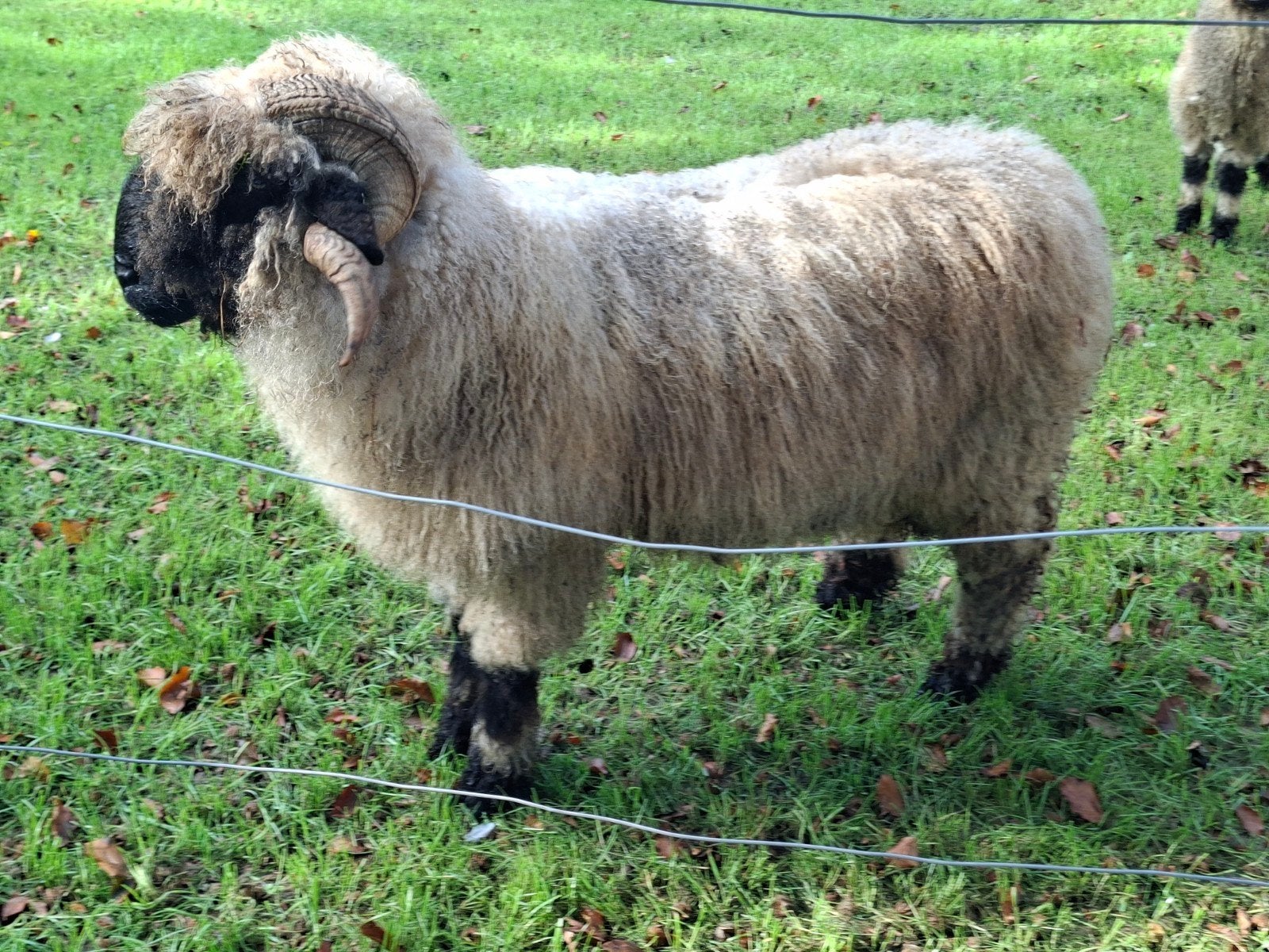 wallischer schwarznase stamboek ram en goedgekeurd ramlam, Mannelijk, Schaap