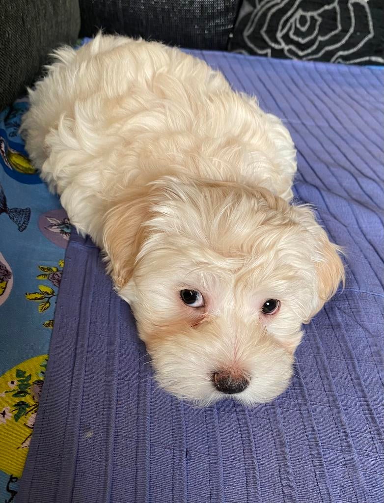 Maltipoo puppys, Parvo, Overige rassen, 8 tot 15 weken, Meerdere