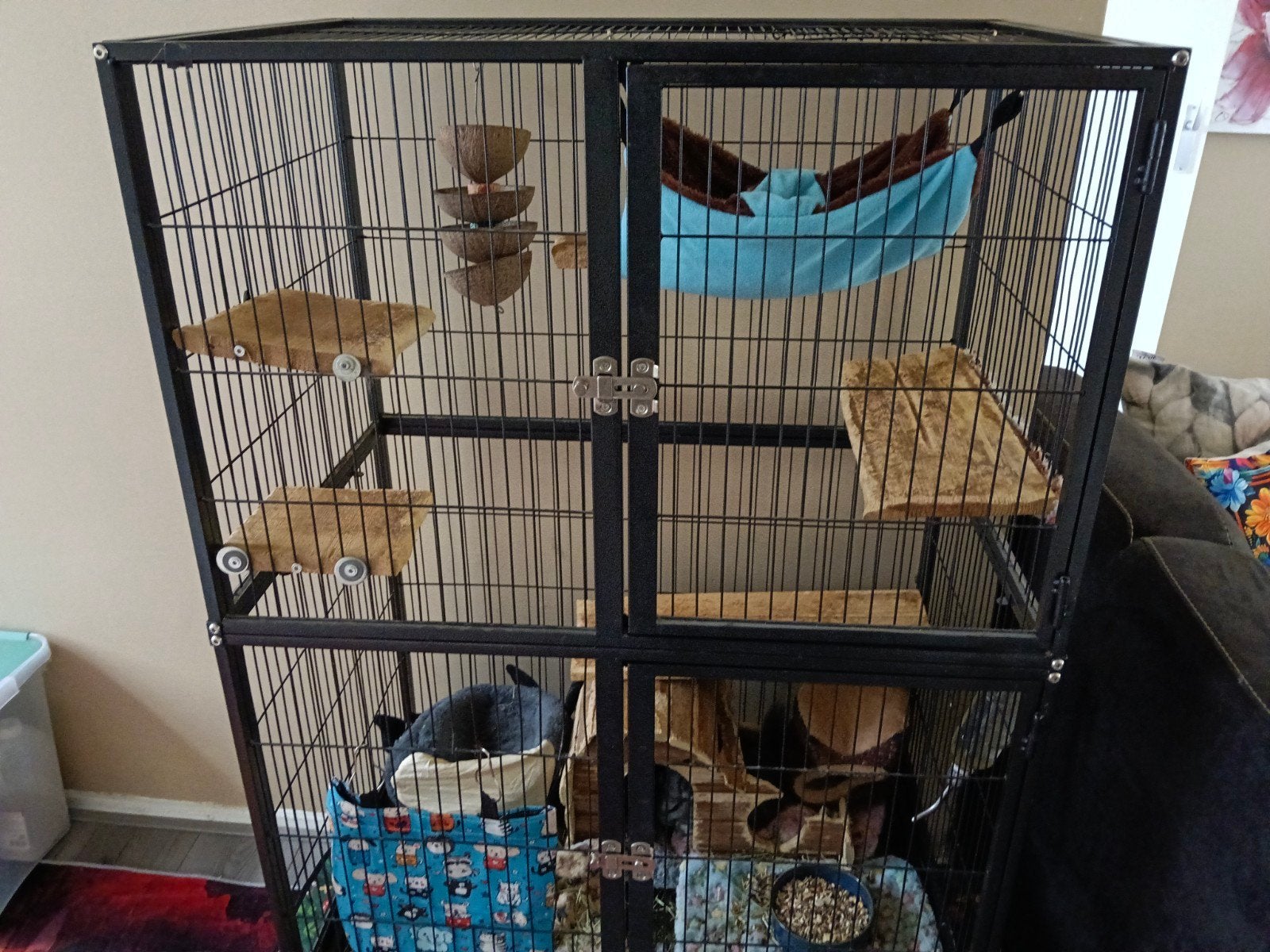 2 chinchilla,s, Ophalen, 110 cm of meer, Zo goed als nieuw, 90 cm of meer
