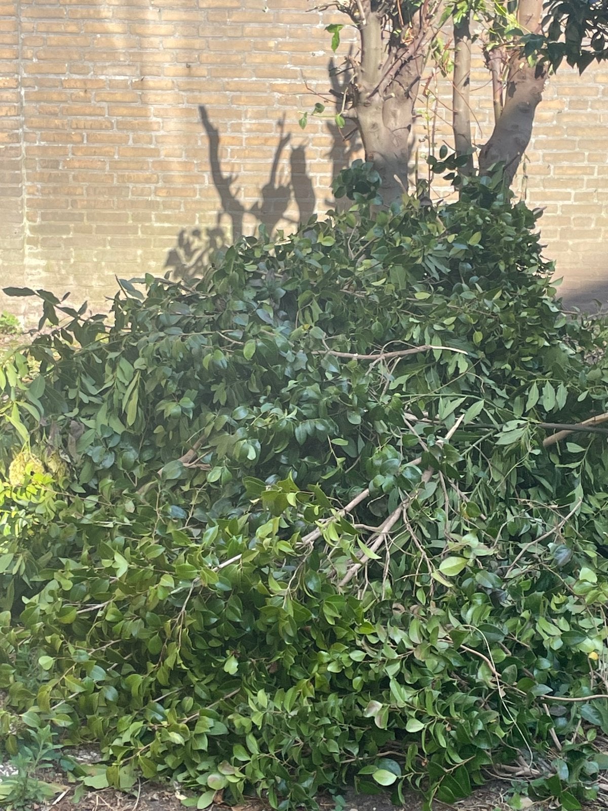 Grote oogst laurierblad, zelf drogen, Ophalen