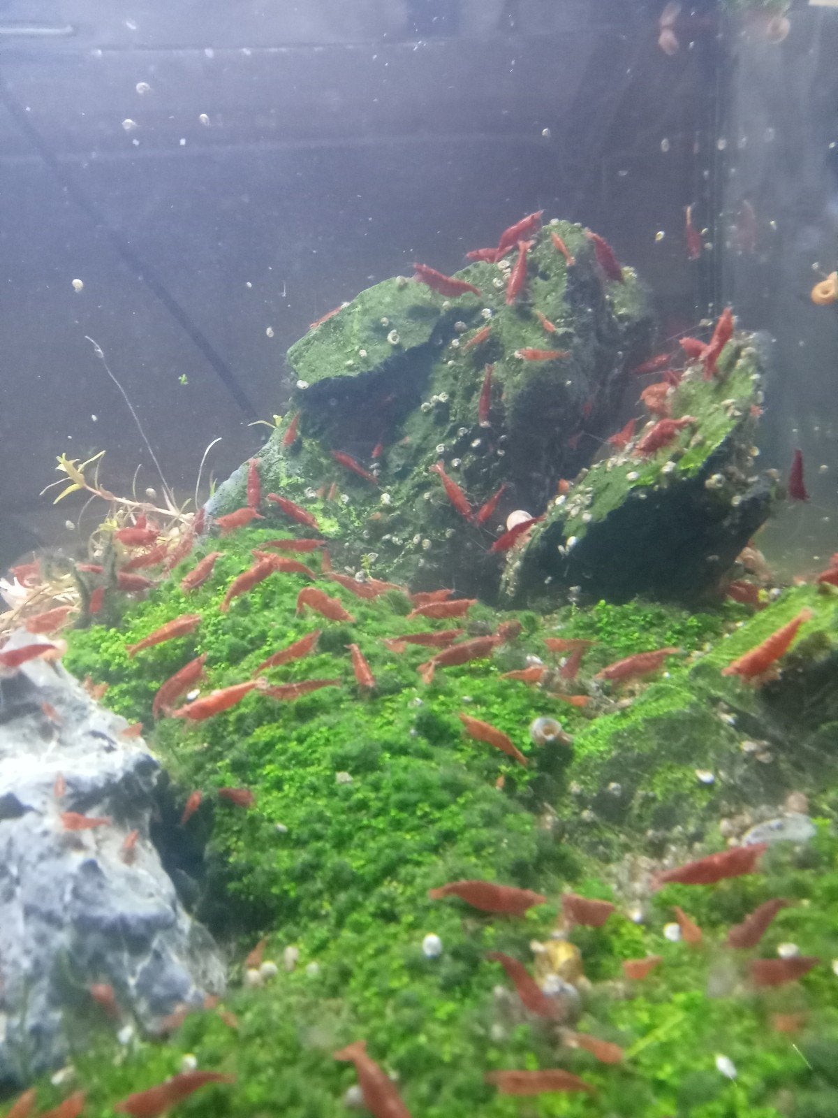 garnalen, Dieren en Toebehoren, Vissen | Aquariumvissen, Kreeft, Krab of Garnaal