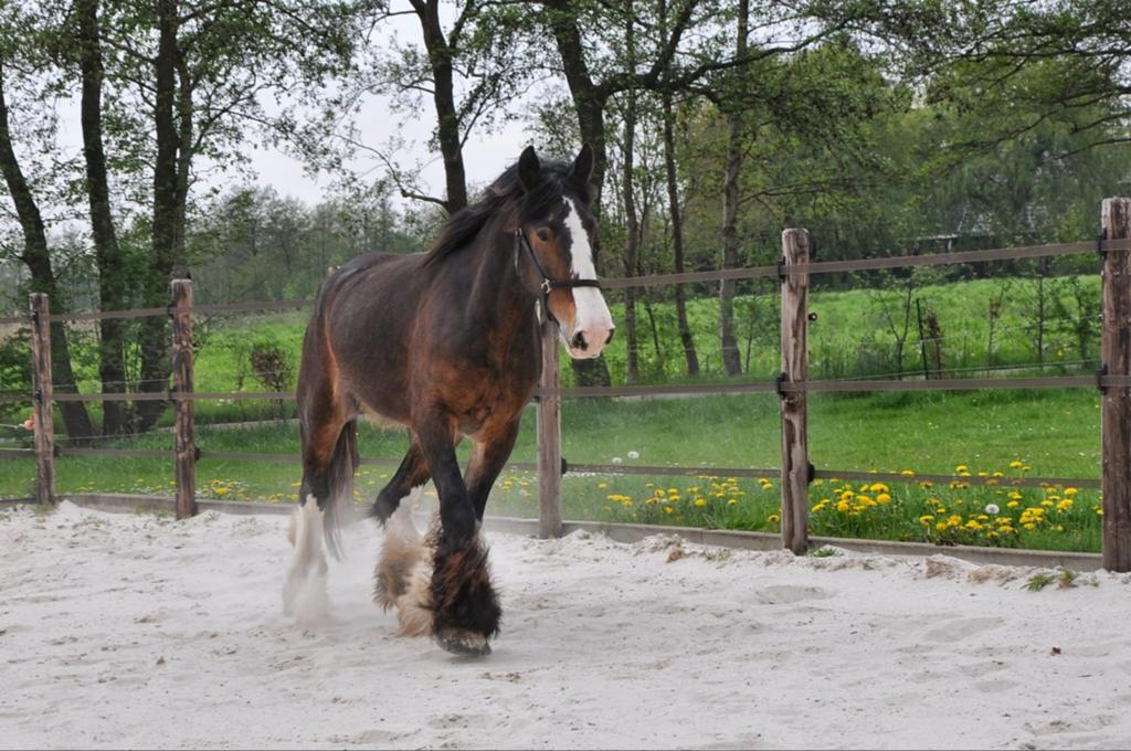 Prachtige 6 jarige grote drumhorse/tinker merrie, Merrie, 175 cm of meer, Recreatiepaard, 3 tot 6 jaar