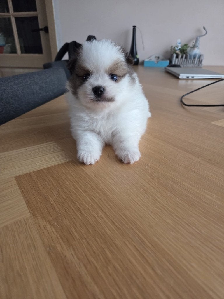 Pomeriaan pups, Overige rassen, CDV (hondenziekte), 8 tot 15 weken, Meerdere