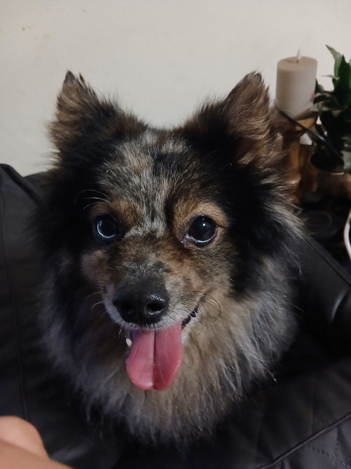 mooi klein keeshondje dekreu, Keeshond, Reu, Parvo, Eén hond