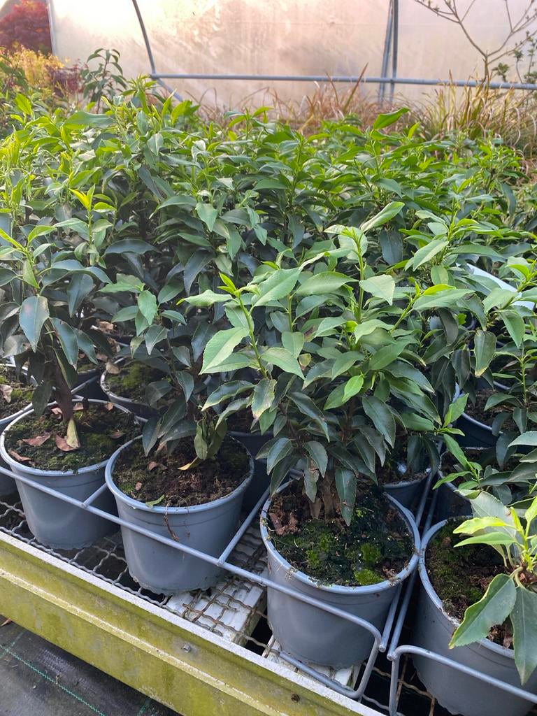 Portugal laurier 30+ hoogte - Prunus lusitanica, Tuin en Terras, Planten | Tuinplanten, Vaste plant, Overige soorten, Halfschaduw