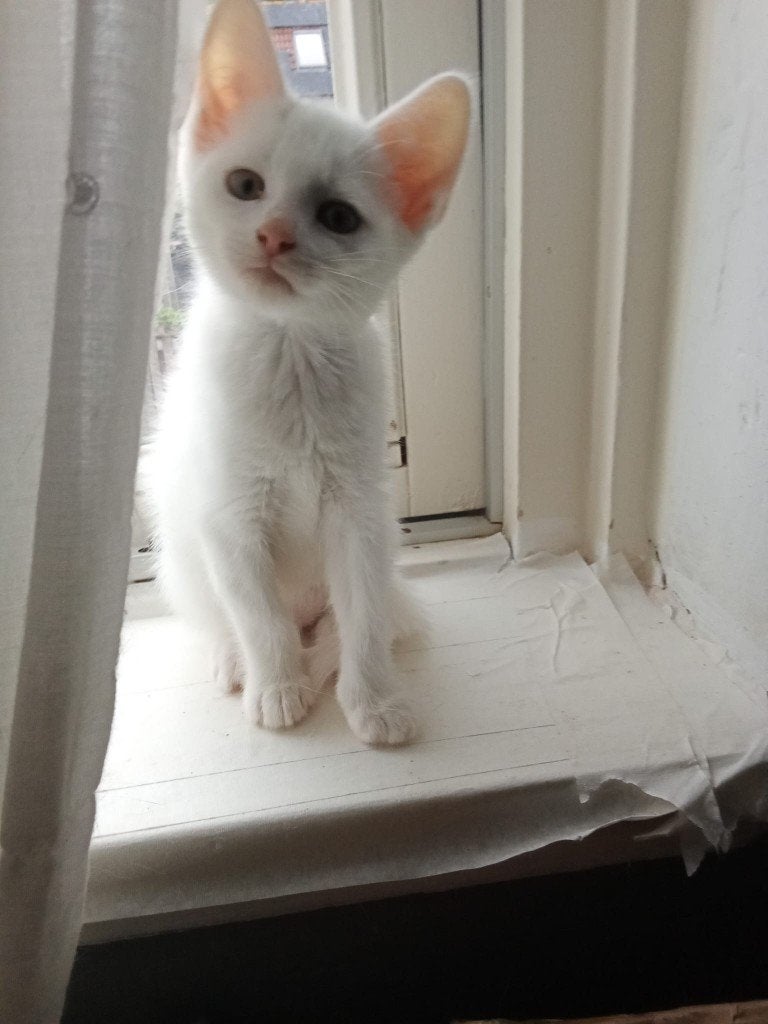 Mooie gezonde witte  angora katers te koop, Kater, Gechipt, 0 tot 2 jaar