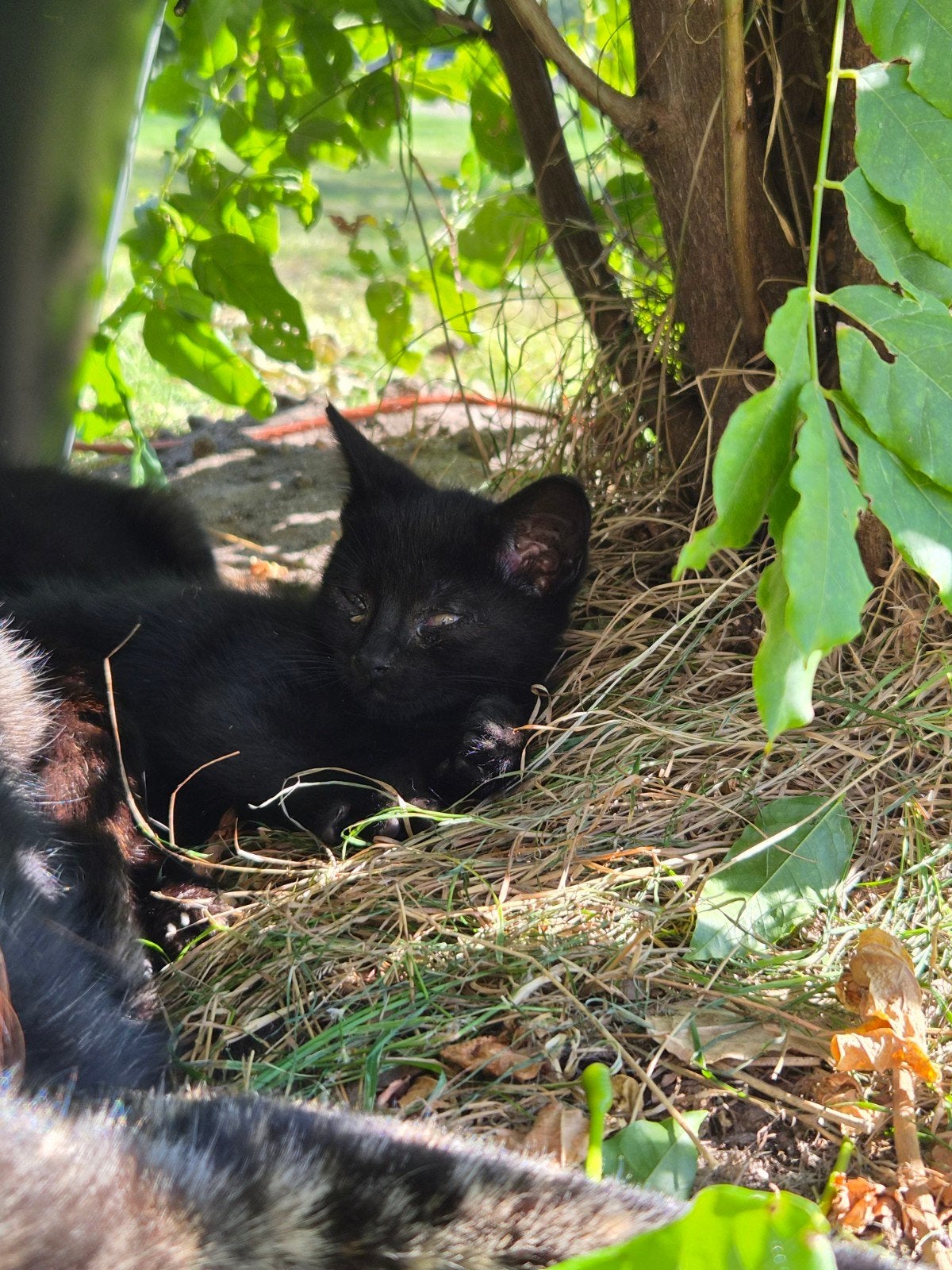 boerderij kittens - alleen katers