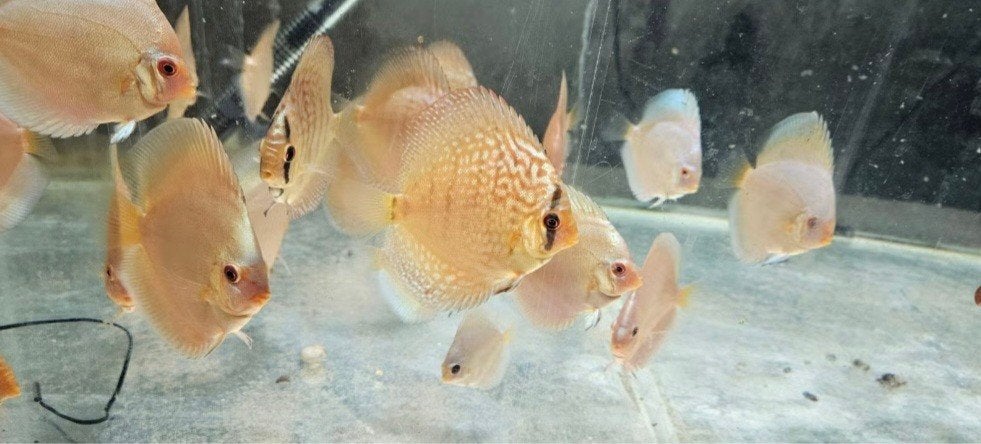 discus vissen jong.
