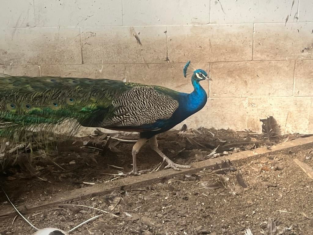 Mannenlijke pauw, Dieren en Toebehoren, Pluimvee, Mannelijk, Kip