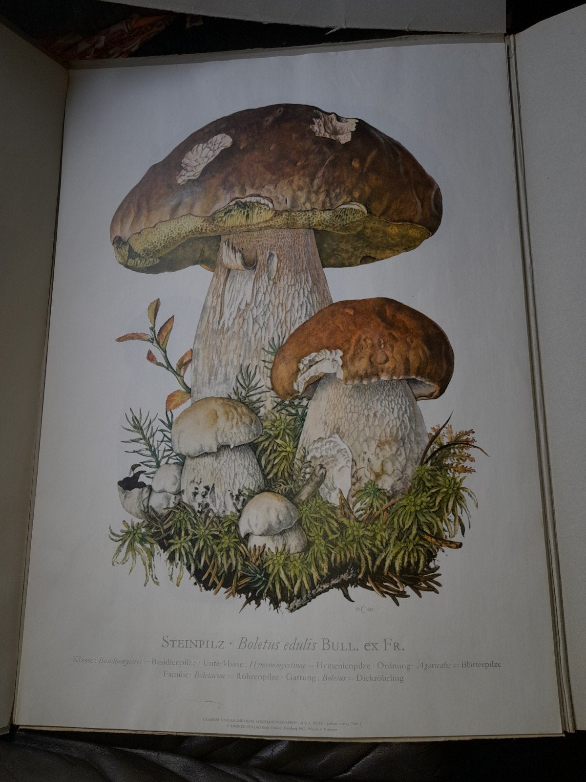 vintage oude schoolplaten eetbare paddestoelen jaren 70, Ophalen, Natuur en Biologie