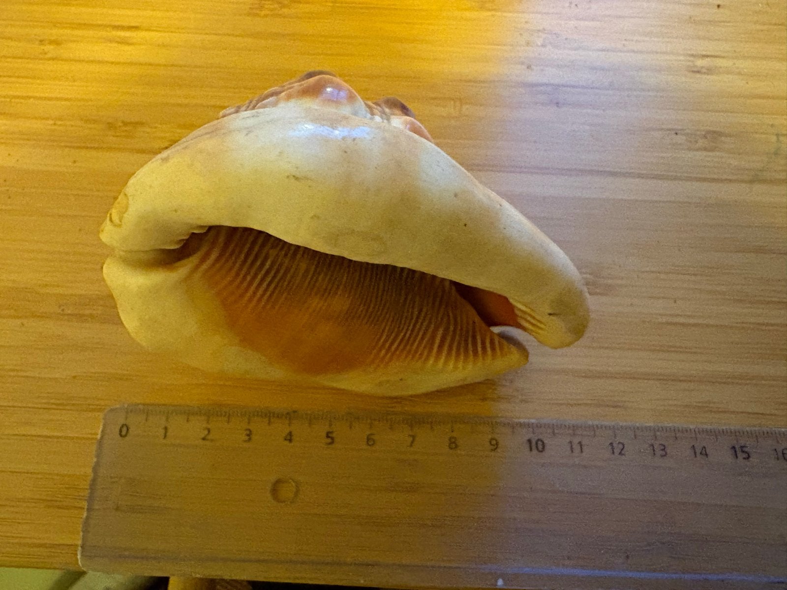 Unieke schelp - Decoratieve blikvanger, Ophalen of Verzenden, Zo goed als nieuw