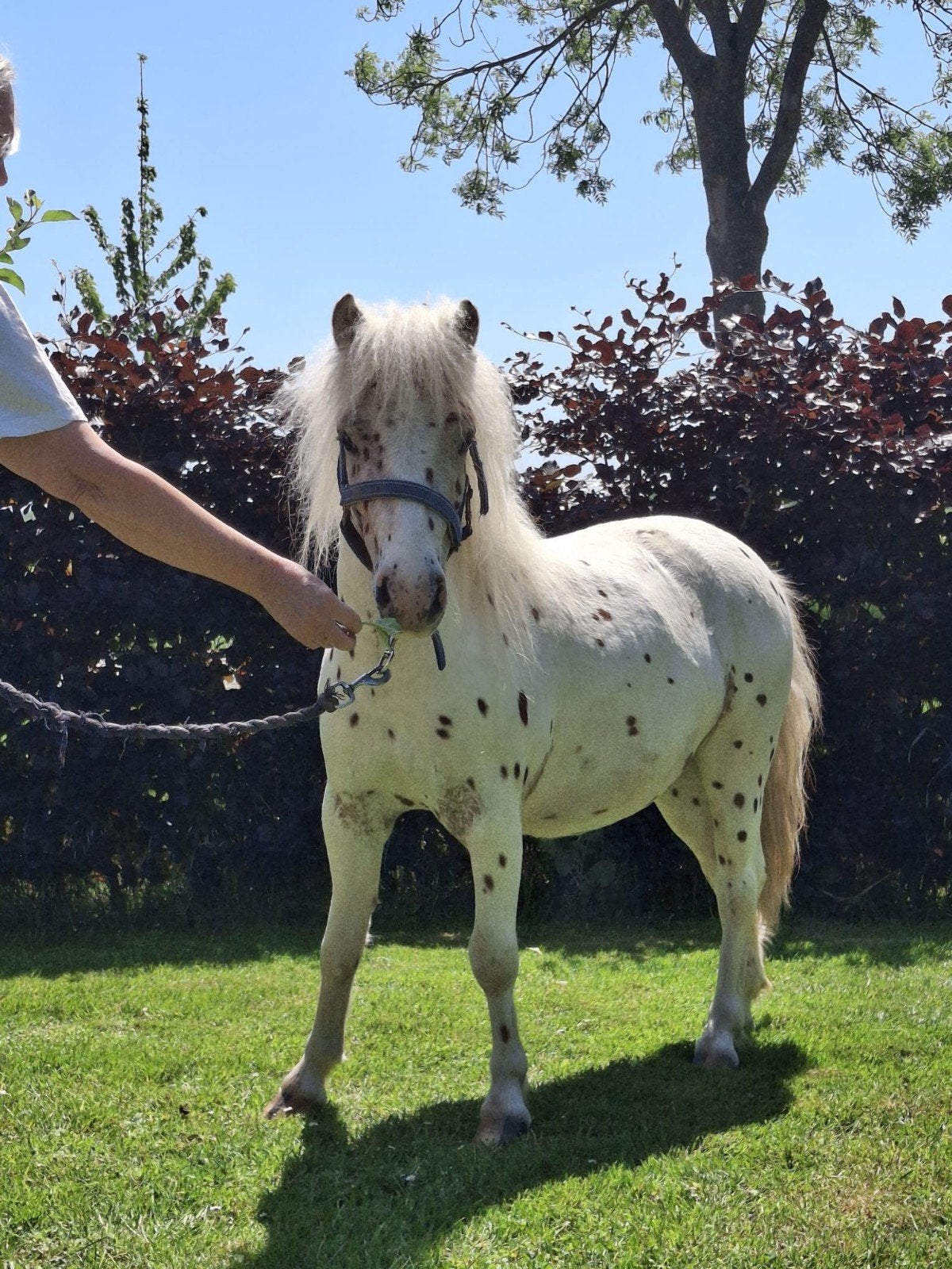 1 apalosa ruin en een Welsh hengst ter dekking 1,20 tot 1.25, Ruin, A pony (tot 1.17m), Gechipt, 0 tot 2 jaar
