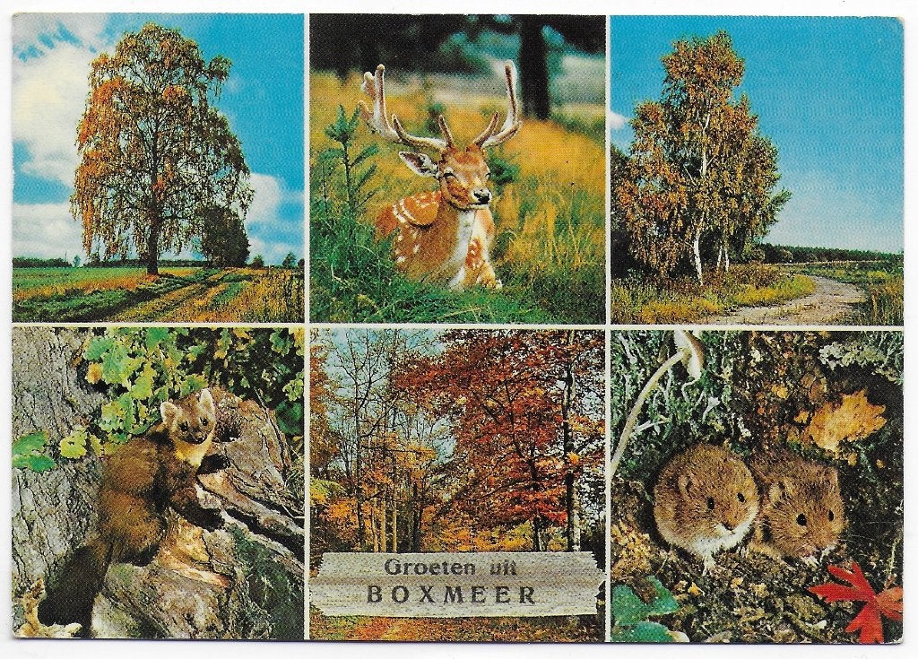 Boxmeer Gelopen Ansichtkaart ( B5915 ), Ophalen of Verzenden, 1980 tot heden, Gelopen
