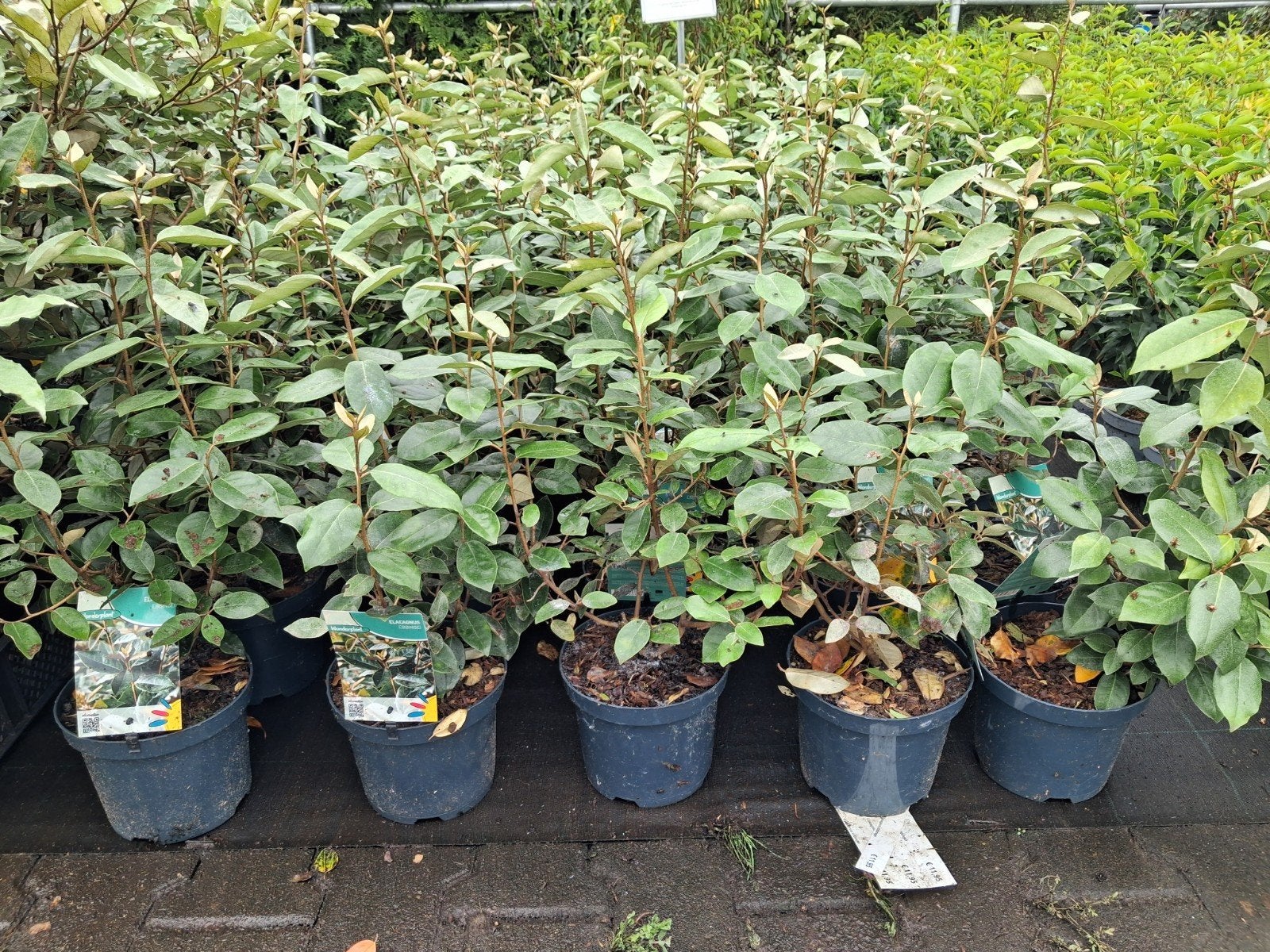 Elaeagnus Ebbingei - Groenblijvende Olijfwilg 40-60 cm, Ophalen of Verzenden, Overige soorten, Struik, Minder dan 100 cm