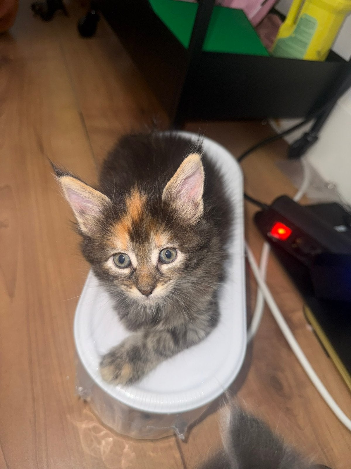 Lieve 100 procent maincoon kitten poes, Meerdere dieren, Langharig, 0 tot 2 jaar