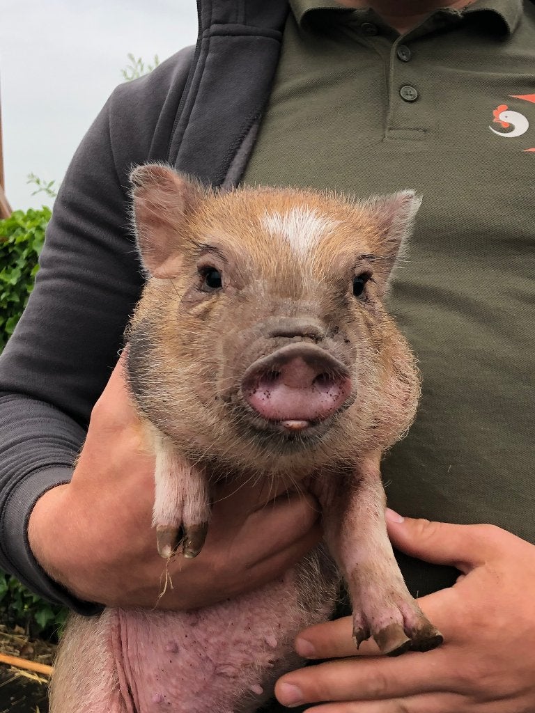 Minivarkens | Jonge biggen in verschillende kleuren, Dieren en Toebehoren, Meerdere dieren, Varken, 0 tot 2 jaar