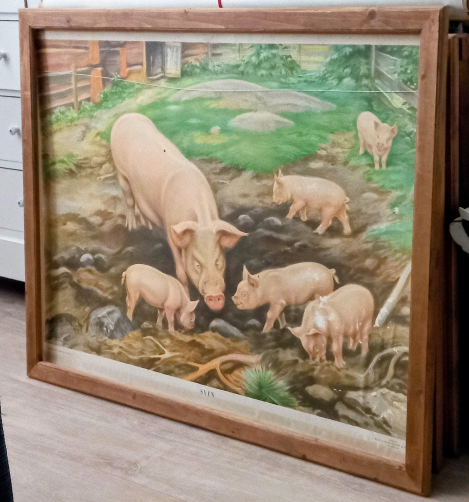 Zweedse Varkens (Sven) !, Ophalen, Natuur en Biologie