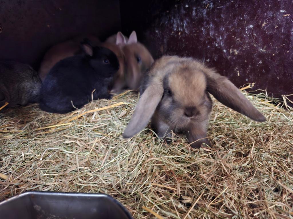 Mooie jonge konijntjes in verschillende kleuren en erg tam, Dieren en Toebehoren, Meerdere dieren