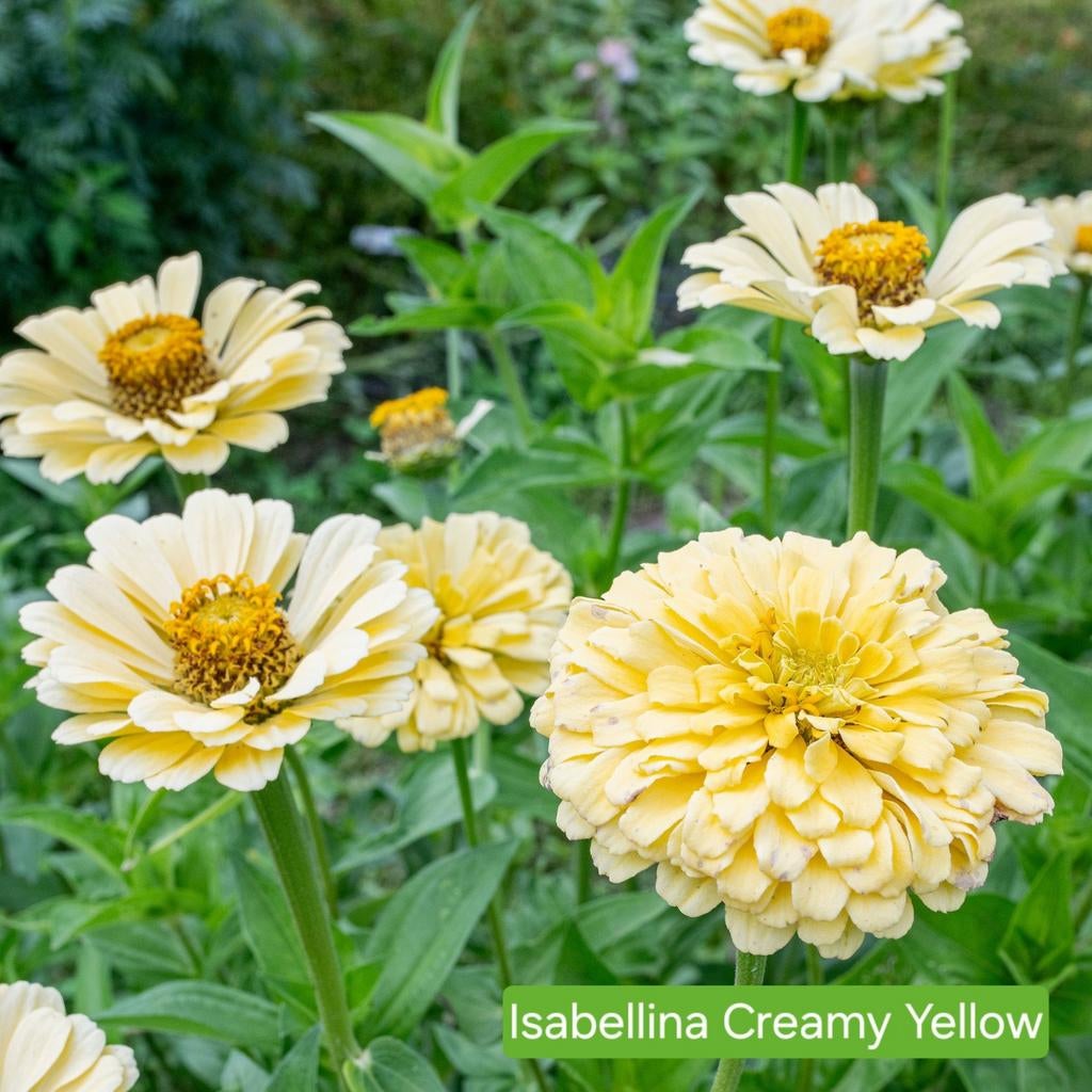 Zinnia - Isabellina Creamy Yellow, Ophalen of Verzenden, Voorjaar, Volle zon, Zaad