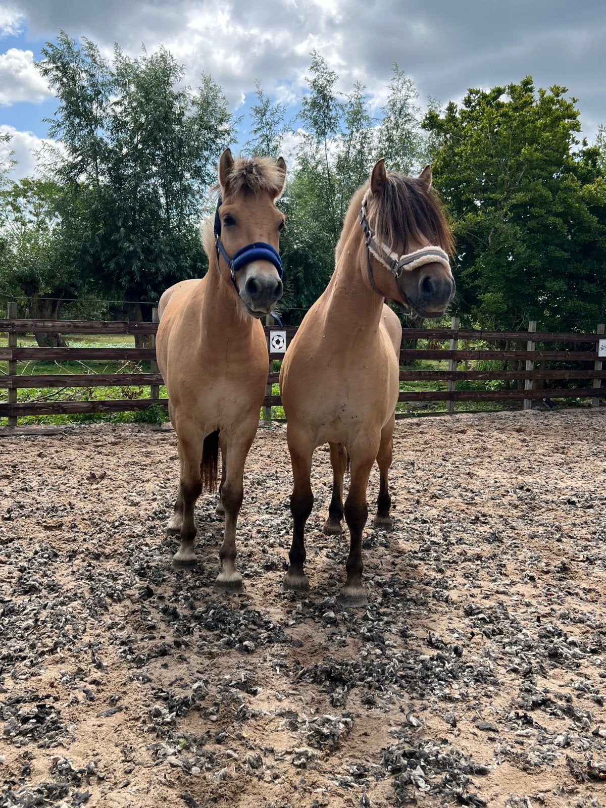 ** 2 KNAPPE & LIEVE 3 JARIGE FJORDEN RUINEN**, Dieren en Toebehoren, Pony's, Met stamboom, Ruin, 3 tot 6 jaar, Onbeleerd