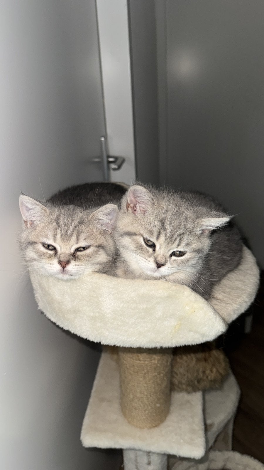 Britse korthaar golden shaded kitten, 0 tot 2 jaar