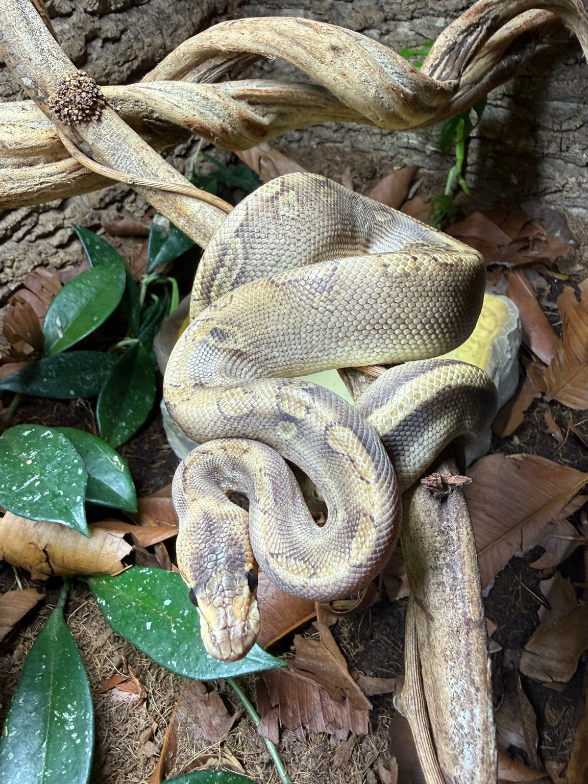 Ball python “champagne” man NK24 met of zonder terrarium Ball Python photo 2