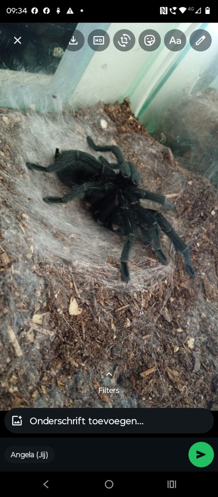 mannetje grammostola pulchra te koop, 0 tot 2 jaar
