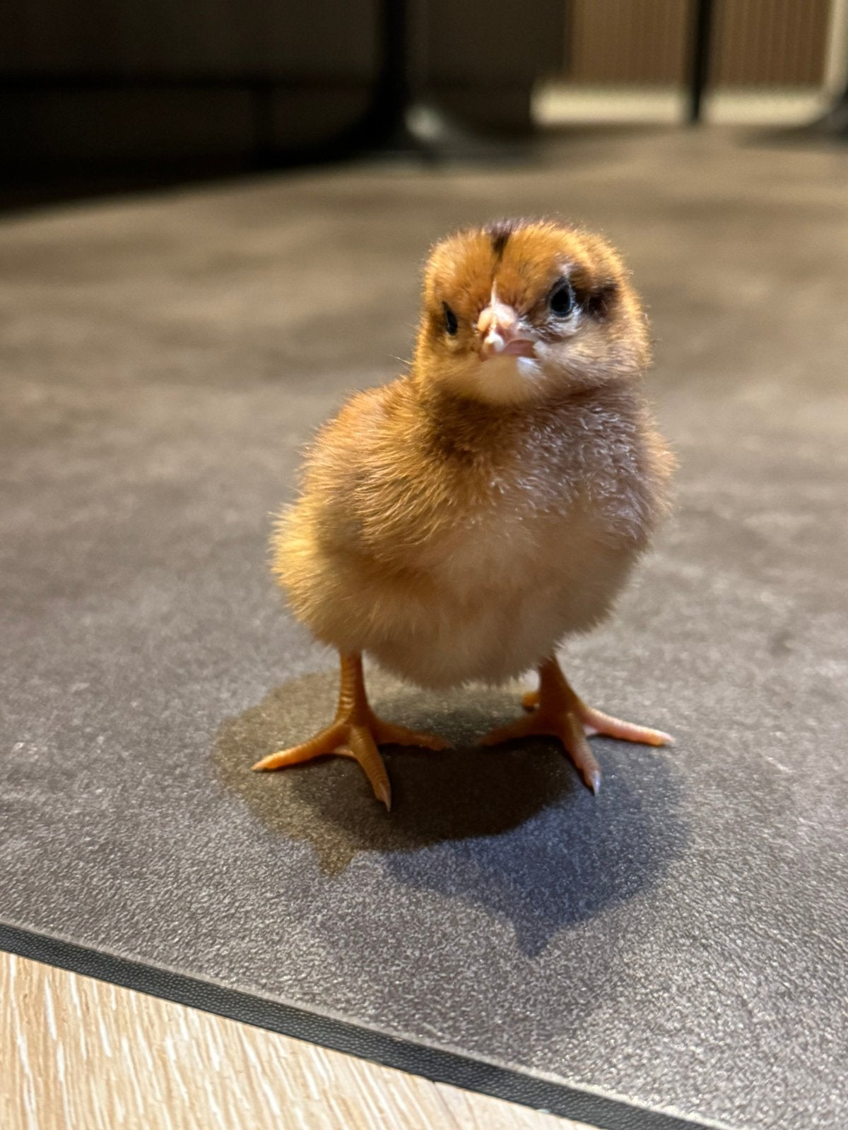 Welsumer kuikens hen, Dieren en Toebehoren, Pluimvee, Vrouwelijk, Kip