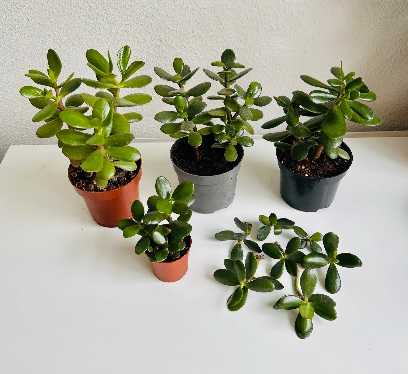 Crassula Ovata Jade Plant Vetplant en stekjes, Huis en Inrichting, Kamerplanten, Vetplant, In pot, Minder dan 100 cm, Groene kamerplant