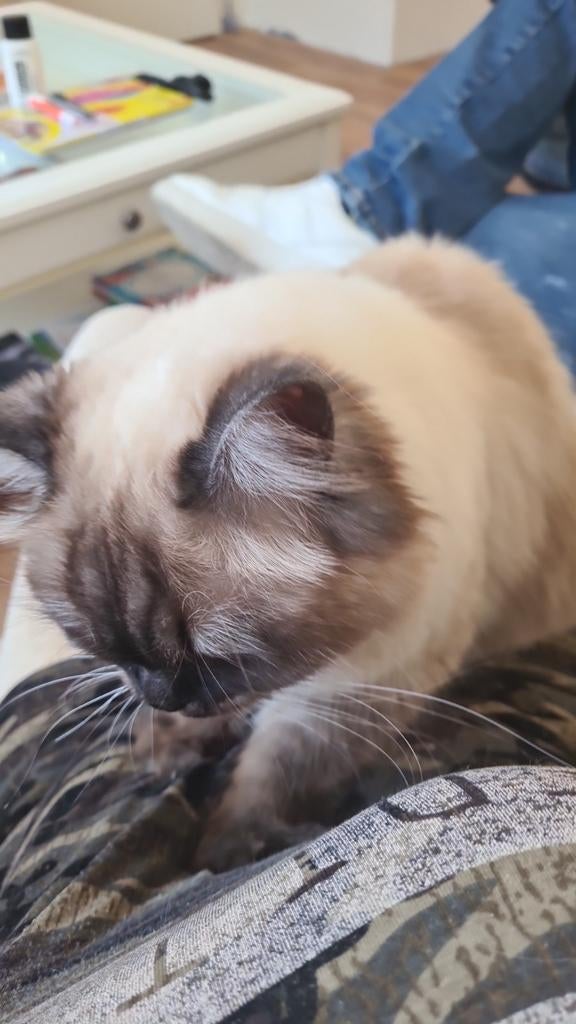 Gezocht dekkater, Dieren en Toebehoren, Katten en Kittens | Overige Katten, Poes, Langharig, 0 tot 2 jaar