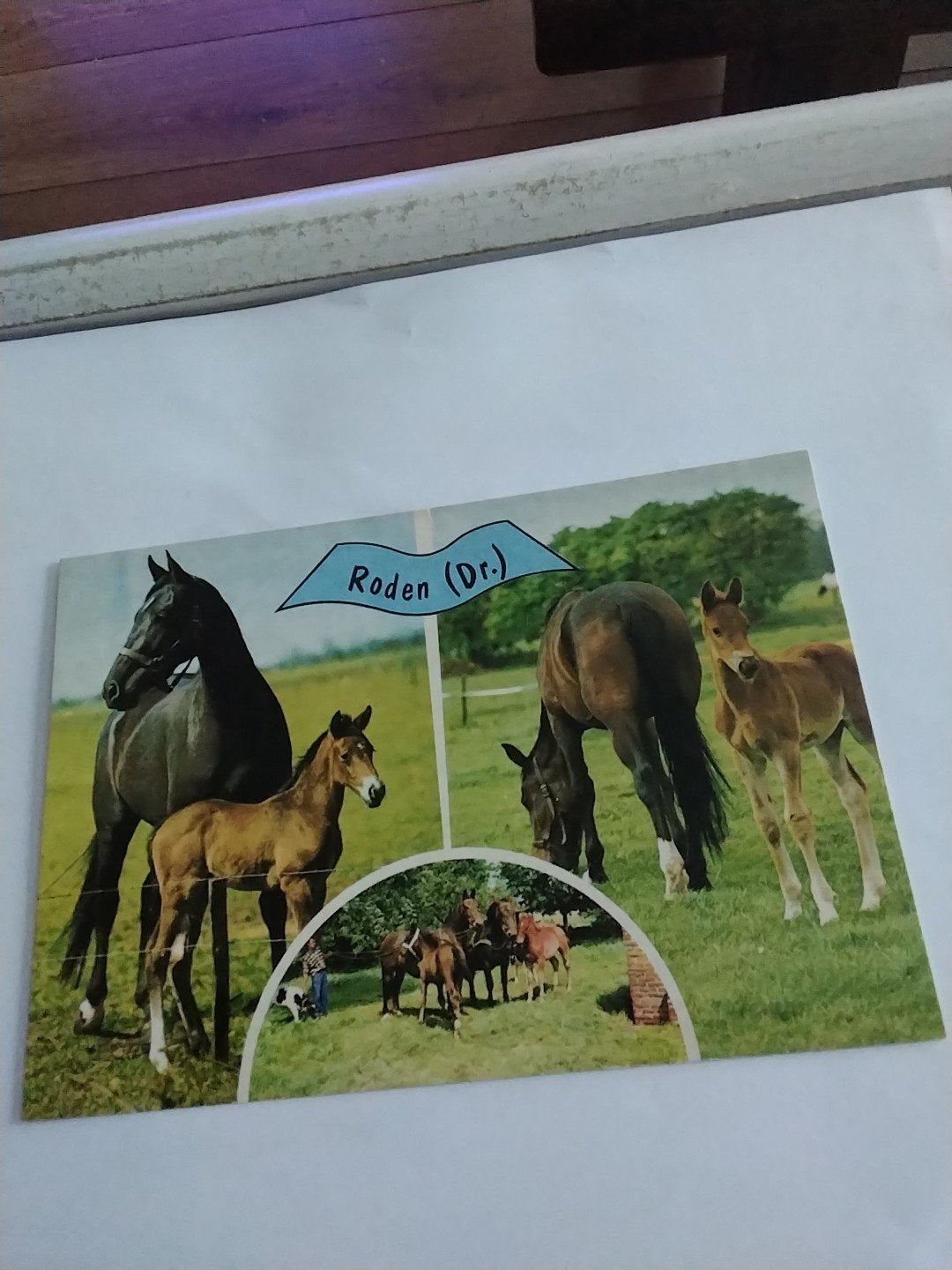 Oude ansichtkaart Roden (Dr.) met paarden en veulens, Ophalen of Verzenden
